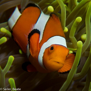 Clownfish by Beate Seiler 